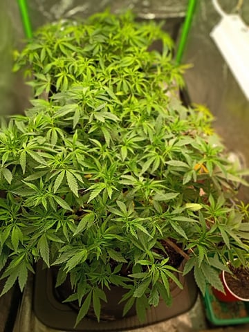 Purple Plum Perfect 💜 & 2 Grape Runtz 🍇 Mainlining garden.  — vegetative, day 163