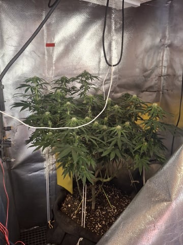 1st Grow - ROYAL MOBY (indoor)(photop.) — flower, day 126