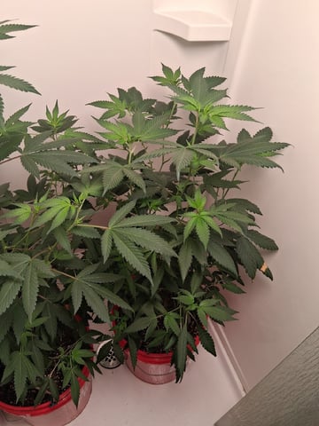 S&D  First Grow — flower, day 43
