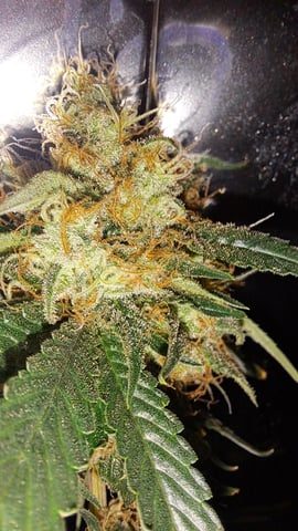 b1. — auto, day 156