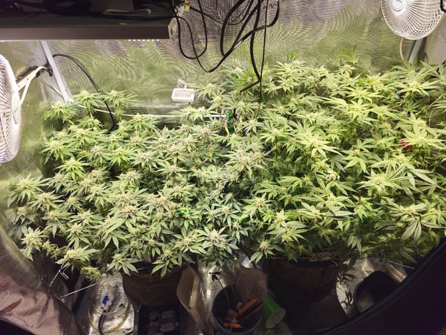 Crushberry Sugar and Khumbu Ice Fall  — flower, day 79