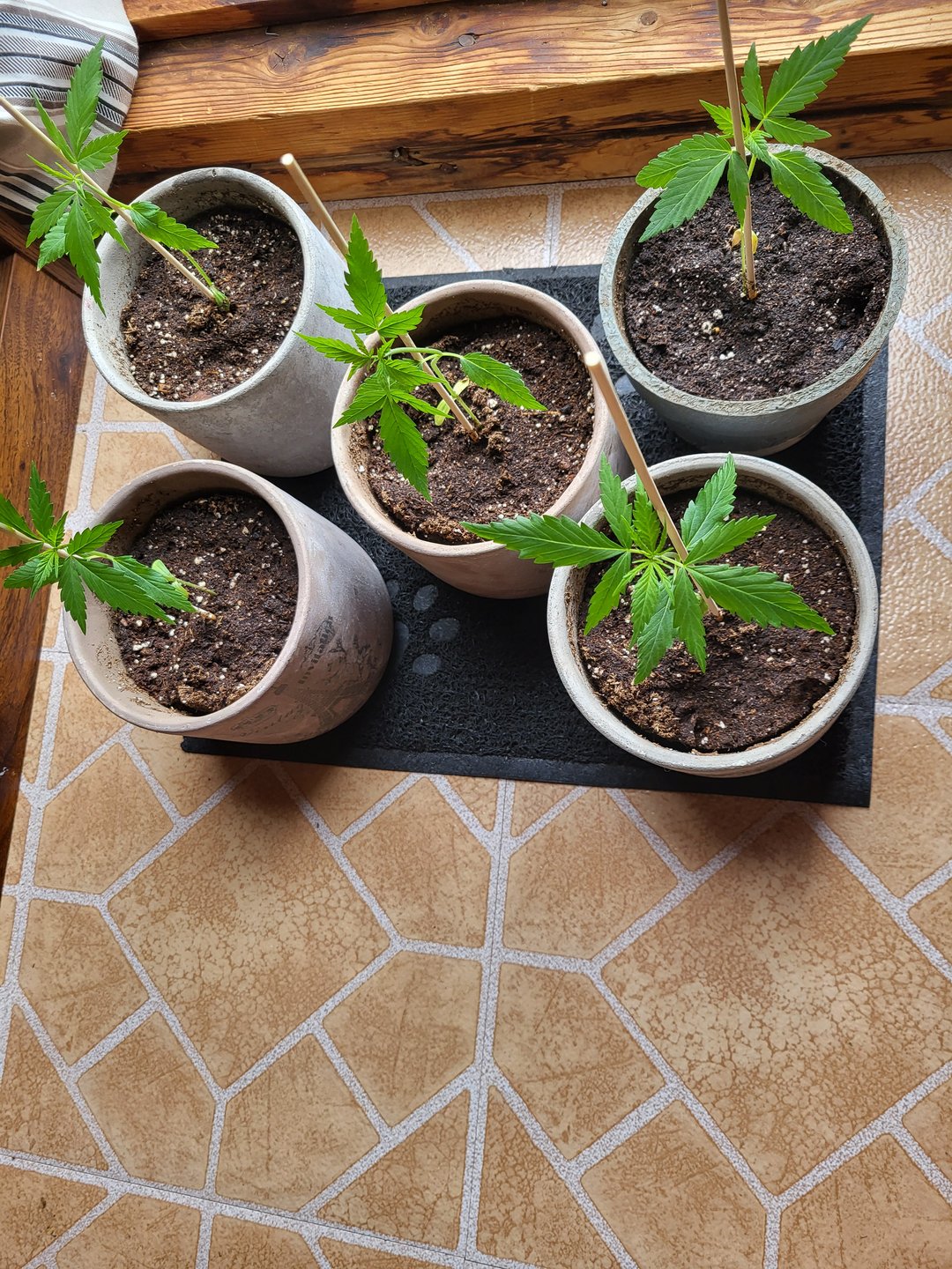 first grow 