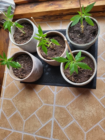 first grow  — vegetative, day 1