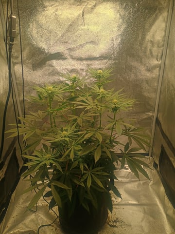lil Slurry, first grow — flower, day 61