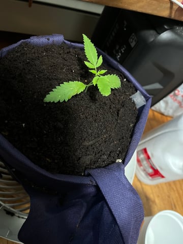 My Devine Conscious  — vegetative, day 22