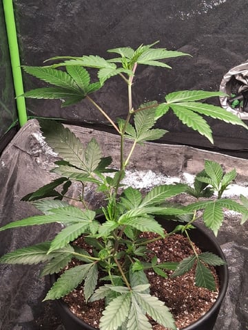 S&D  First Grow — vegetative, day 3