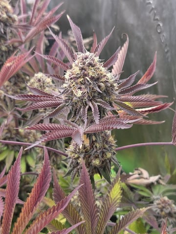 Relentless Genetics Trop Cherry S1 — flower, day 75