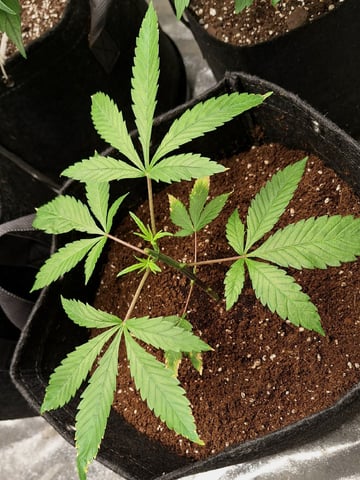 The 4 Randos — vegetative, day 1