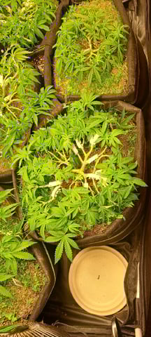 First Grow with the new setup  — auto, day 56