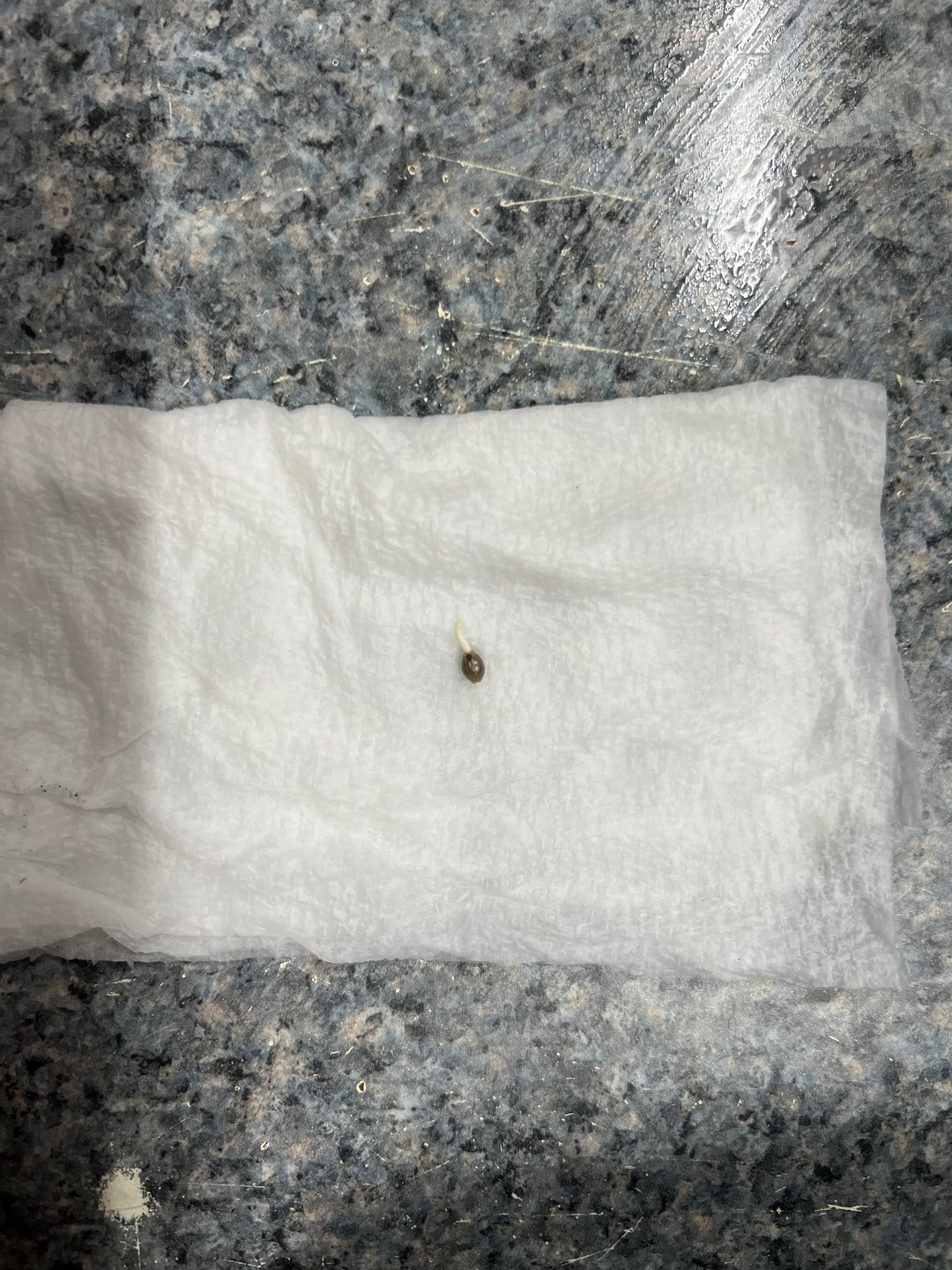 Grow 3: Romulan Genetics