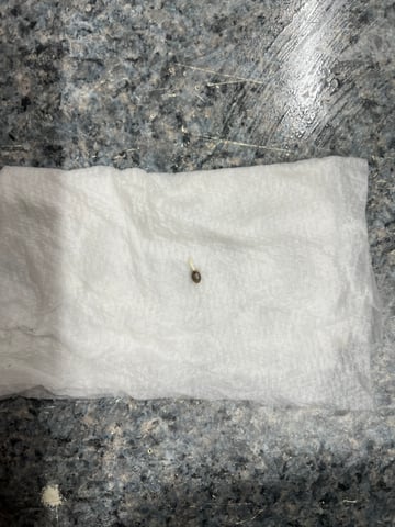 Grow 3: Romulan Genetics — germination, day 1