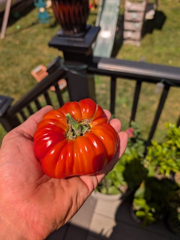 See what grows — vegetative, day 138