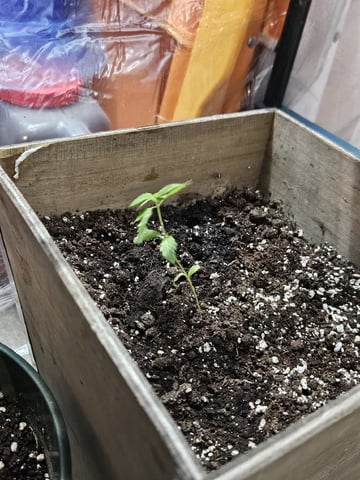 Blue Jamacian (Jess) — vegetative, day 33