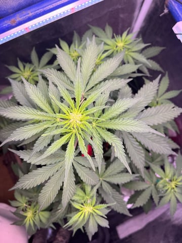 Aeque Genetics  — flower, day 1