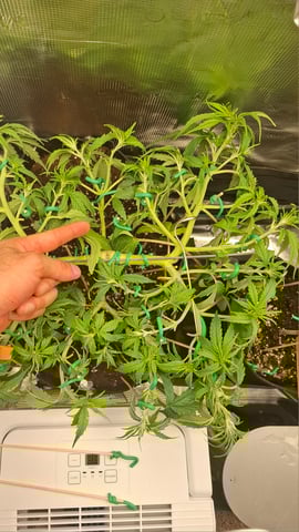 Bubblegum — vegetative, day 61