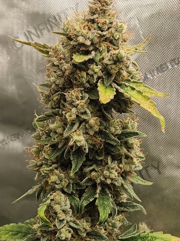 Another round of Mephisto Genetics from Schoolyard Crush and Do-si-delirium drops. — flower, day 69