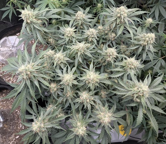 Perpetual Autoflower Mixed Grow #3 — vegetative, day 49