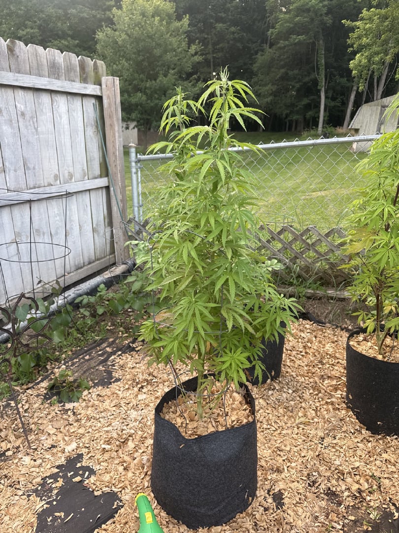 Outdoor 26