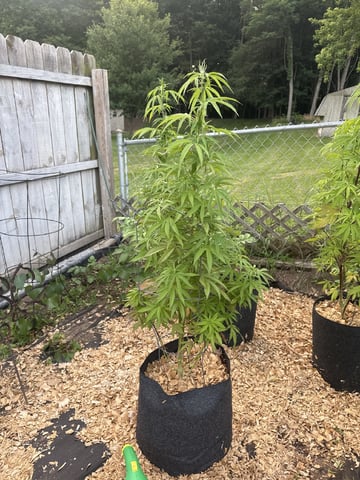 Outdoor 26 — vegetative, day 1