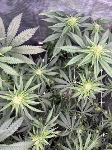 first grow in new 2x2 — flower, day 77