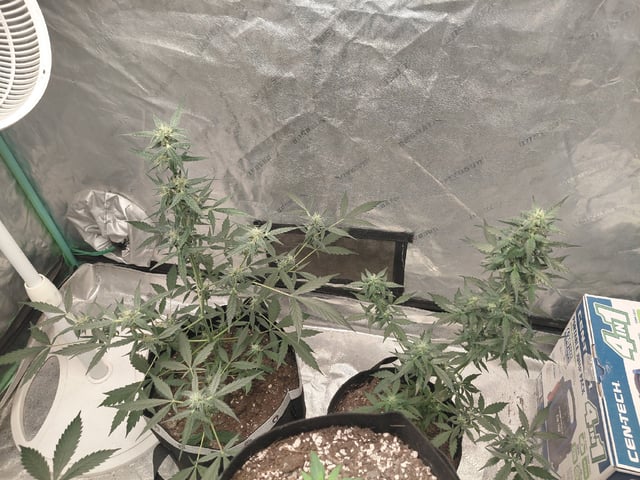 my first grow  — flower, day 51