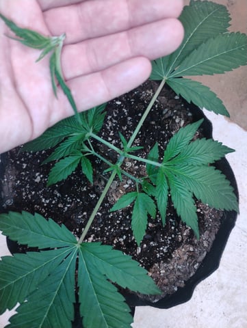 Ten G's — vegetative, day 15