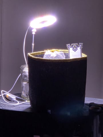 Ripley OG — seedling_rooting, day 6