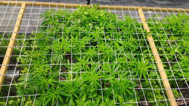 Outdoor 2026 — vegetative, day 22