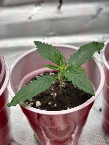 First Ever Grow GT — seedling_rooting, day 12