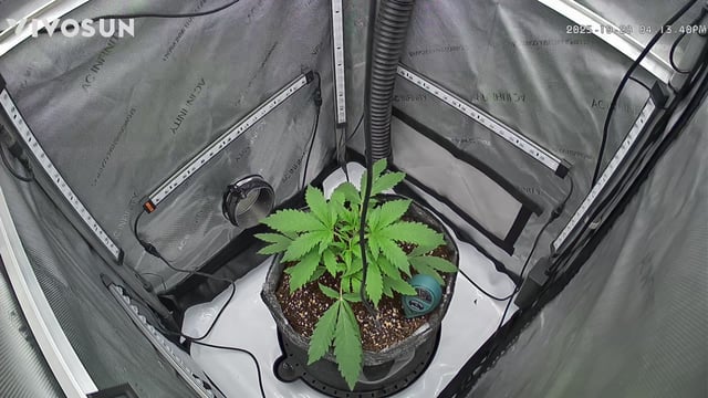 gorilla cookies  — vegetative, day 2