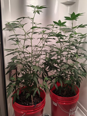 S&D  First Grow — flower, day 43