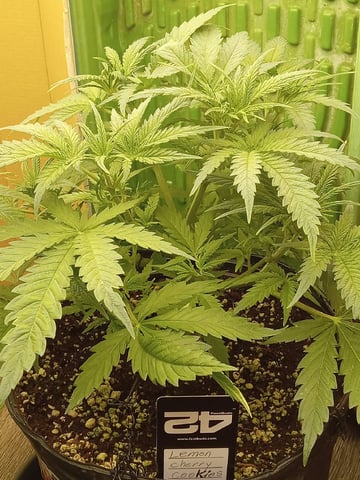 Blueberry critical kush x purple peyote wifi  and one L.a kush cake . — vegetative, day 24