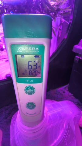 skittlez Autoflower  — flower, day 1