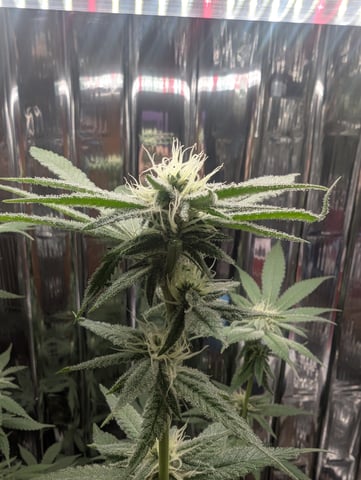 B E A utiful  — flower, day 89