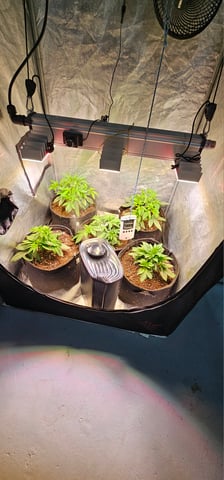 Cookies Usa — vegetative, day 35