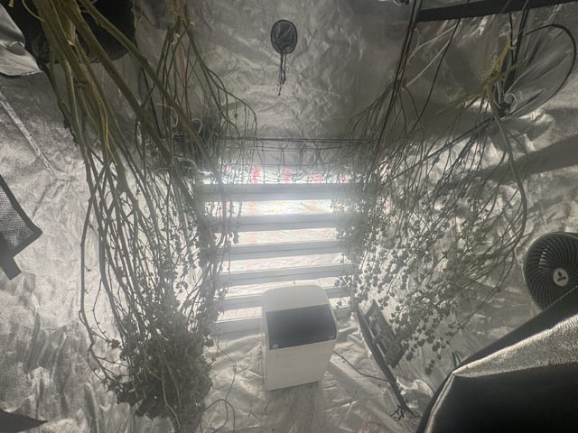 Second Indoor (all Clones)