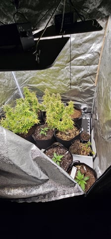 Blueberry  — flower, day 83