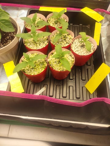 Mainely Genetics Micro Pheno Hunt — seedling_rooting, day 7