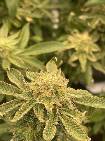 1st Ever Grow (GodFather OG) (Coco) — flower, day 122