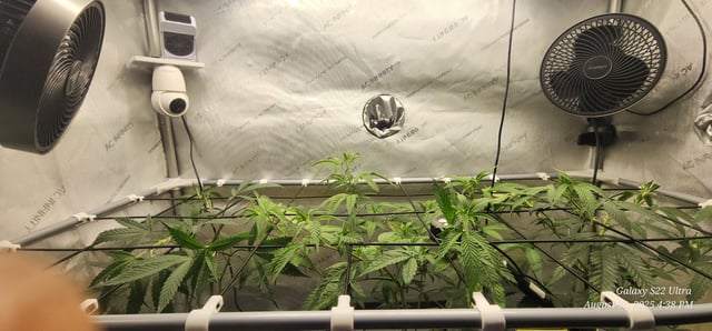 Prepare the clones! — vegetative, day 1