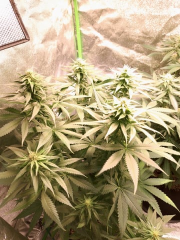 Pineapple Chunk/Runtz — flower, day 98