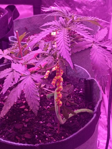 First autos  — vegetative, day 32