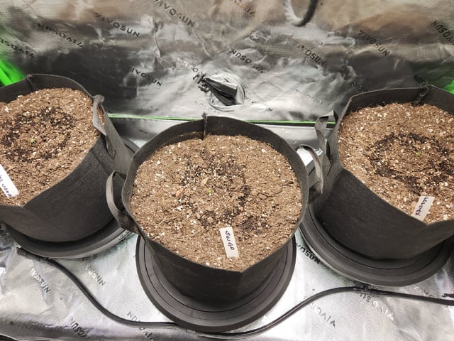 #3 — seedling_rooting, day 1