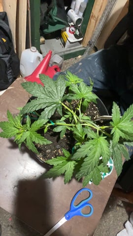 lil babies  — vegetative, day 9