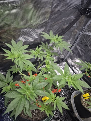 Grow 1 2026 Dream Widow — vegetative, day 68