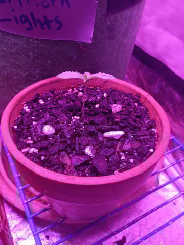 First autos  — vegetative, day 25