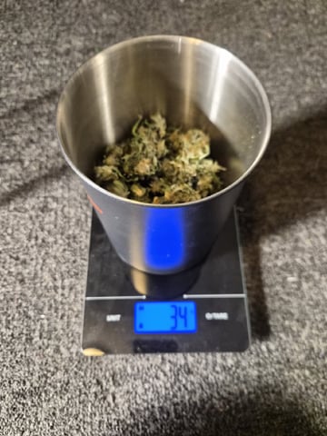 Kalini Asia Auto  — done, day 85