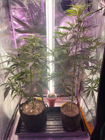 widows’ mimosa f1 — flower, day 59