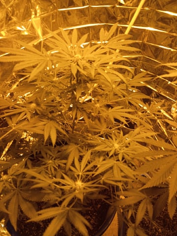 first grow — grow_setup, day 2