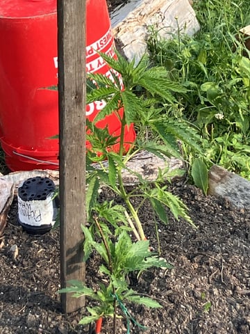 2026 — vegetative, day 1